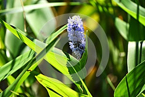 Pickerel weed ( Pontederia cordata ) flowers. Pontederiaceae perennial water plants native to South America.