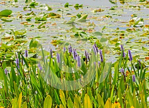 Pickerel weed pontederia cordata, growing in Walsingham Lake in Largo, Florida photo