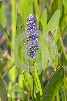 Pickerel Weed