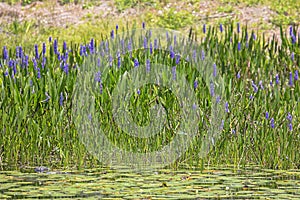 Pickerel Weeds By A Pond