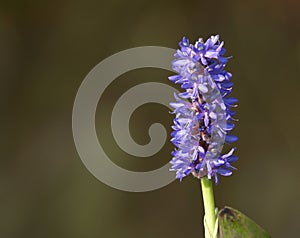 Pickerelweed