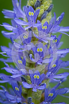 Pickerelweed