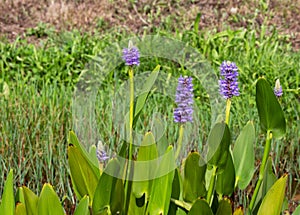 Pickerelweed or pontederia cordata plant with purple flowers photo