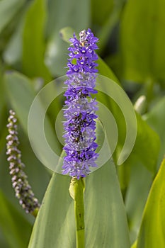 Pickerelweed, Closeup
