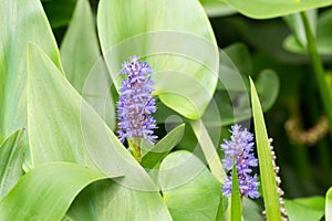 Pickerelweed in bloom photo