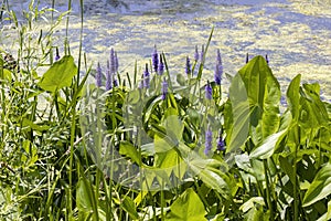 Pickerelweed, Pickerel Rush Water hyacint (Pontederia cordata).