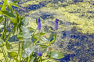 Pickerelweed, Pickerel Rush Water hyacint (Pontederia cordata).