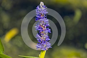 Pickerelweed, Pickerel Rush Water hyacint (Pontederia cordata).