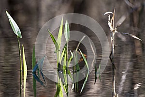 Pickerelweed plant rising above tannin blackwater of the Okefenokee Swamp