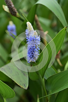 Pickerelweed/Pontederia cordata