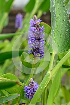 Pickerelweed Pontederia cordata, small purple flowers