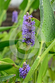 Pickerelweed Pontederia cordata, small purple flowers photo