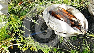 Pickers carrots in a field