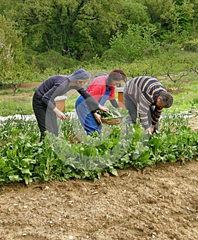 Pickers picking chard and put in a full basket photo