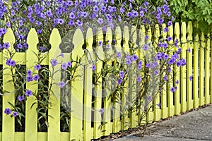 Picket Fence