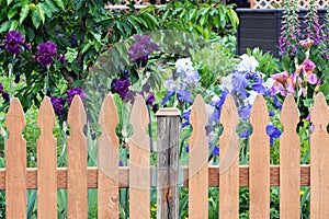 Picket Fence by Colorful Iris Flowers in Backyard Garden
