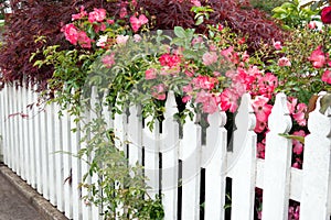 Picket fence with roses