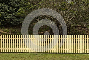 Picket Fence and trees