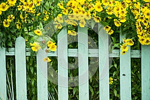 Picket fence and yellow flowers