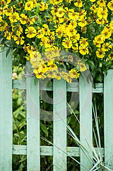 Picket fence and yellow flowers