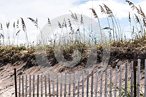 Pickett Fence with Beach Grass and Dunes at Sandbridge