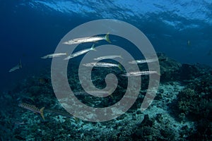 pickhandle barracuda, sphyraena jello