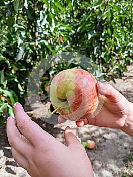 Picking An apple in the ochards