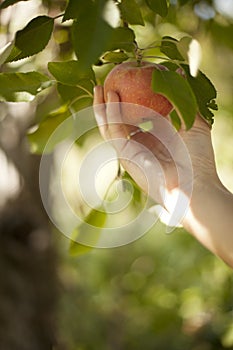 Picking Apple from Tree