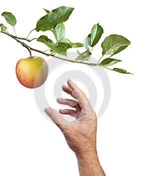 Picking an apple. White background