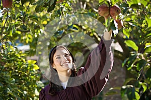 Picking apples