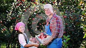 picking apples on farm, in garden. on hot, sunny autumn day. portrait of family of farmers, dad and daughter holding in