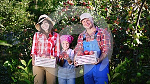 Picking apples on farm, in garden. on hot, sunny autumn day. portrait of family of farmers, holding in their hands