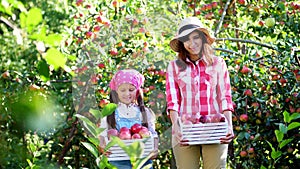 Picking apples on farm, in garden. on hot, sunny autumn day. portrait of family of farmers, mother and daughter holding