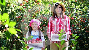 Picking apples on farm, in garden. on hot, sunny autumn day. portrait of family of farmers, mother and daughter holding