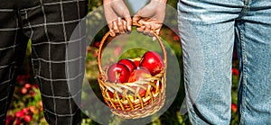 Picking apples. A man with a full basket of red apples in the garden. Organic apples. Woman and man harvesting apples