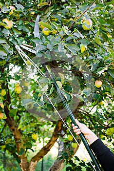 Picking apples in orchard by Pruning Lopper