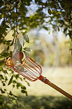 Picking Apples from the Tree