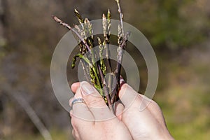 Picking asparagus shoots in Istra