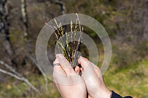 Picking asparagus shoots in Istra