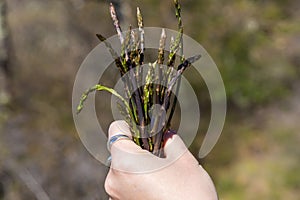 Picking asparagus shoots in Istra