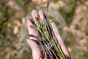 Picking asparagus shoots in Istra