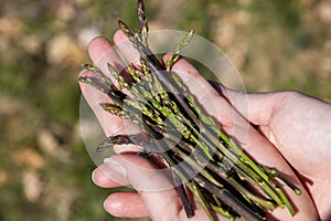 Picking asparagus shoots in Istra