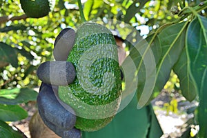 Picking a avocado hass fruit