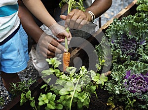 Picking a baby carrot in a garden