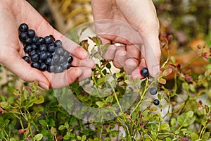 Picking bilberries