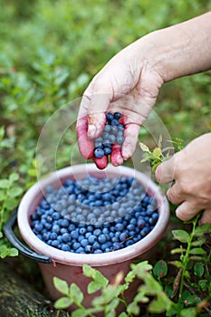 Picking bilberries in a bucket
