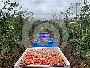 Royal Gala apples sitting in their picked bins on the trailer