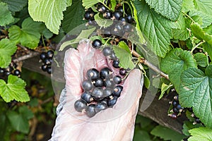 Picking of black currant