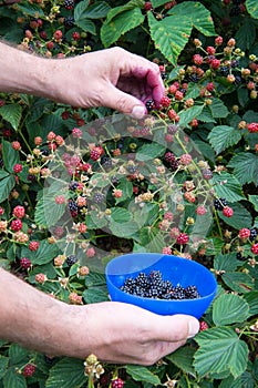 Picking blackberries photo
