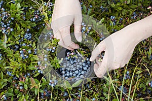 Picking blue berries
